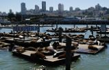 San Francisco Trolley Hop with Aquarium of the Bay Tour